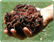 Vermicompost,vermicasting,vermi culture,vermi fertilizer,vermi manure,vermi pesticide,vermi insecticide