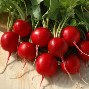 Fresh RedRadish