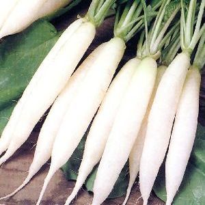Chinese white raddish