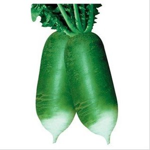 Fresh Green Radish