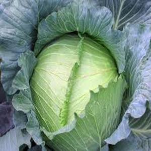 Green Fresh Cabbage