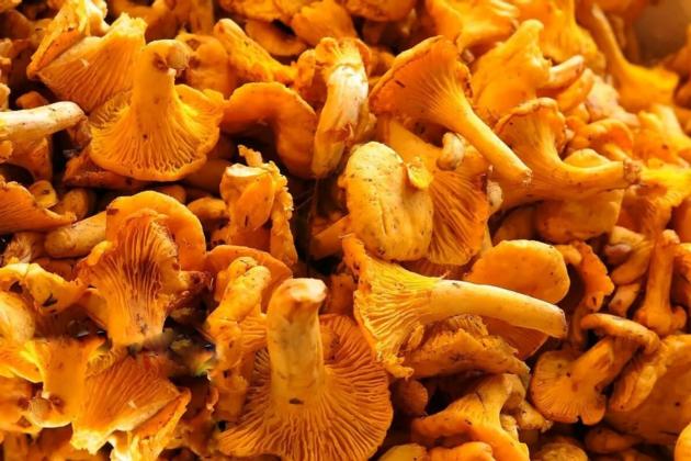 Fresh chanterelle mushrooms