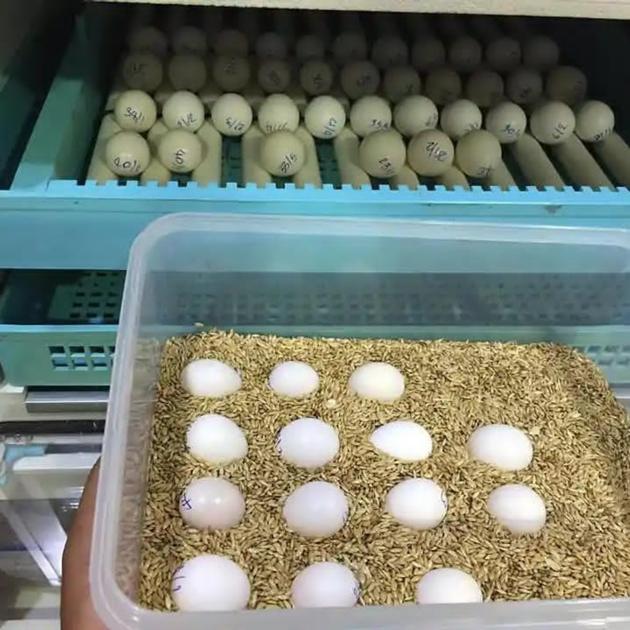 parrot eggs