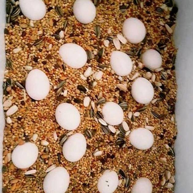 Parrot Eggs