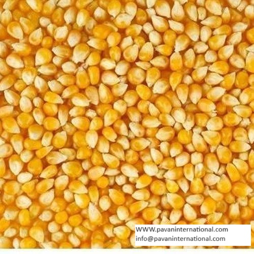 Yellow Maize