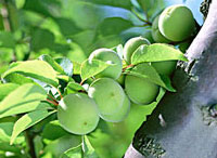 Greengage Juice Concentrate