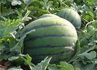 Watermelon pureeÿÿ