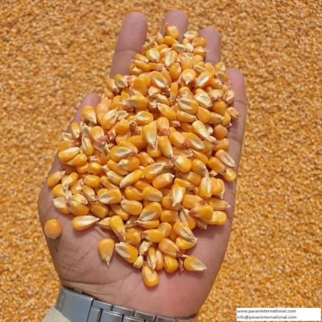 Yellow Maize