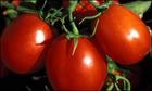Lycopene Extract