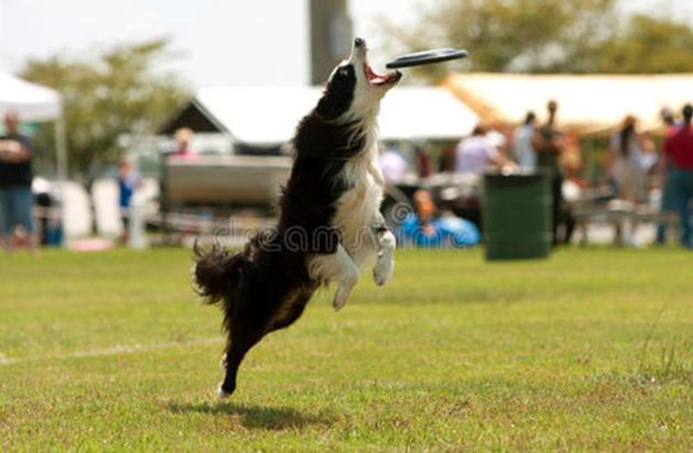 Flying Dog Toy