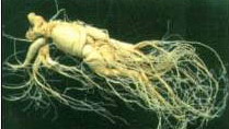 Ginseng Extract