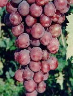 Grape Seed Extract