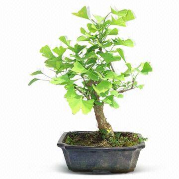 bonsai