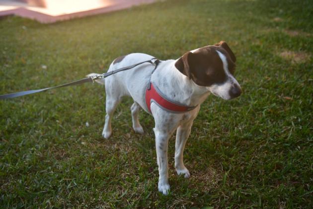 Pet Harness