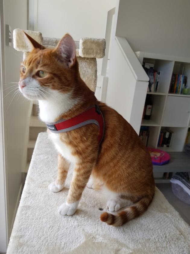 Pet Harness