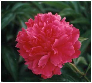 Herbaceous peony