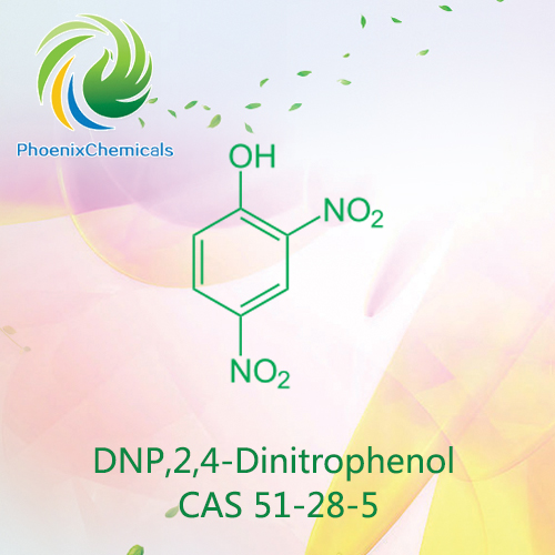 DNP,2,4-Dinitrophenol CAS 51-28-5