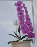 Orchid,Phalaenopsis,Flower 