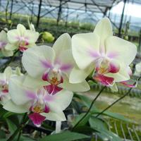 phalaenopsis orchids, moth orchid