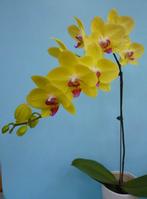 phalaenopsis orchid plants