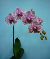House plant, indoor plant