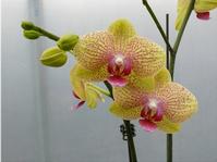 phalaenopsis hybrid orchid