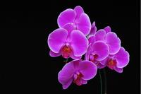 orchids phalaenopsis, phalaenopsis orchid plant