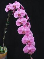 phalaenopsis sale, phalaenopsis orchid