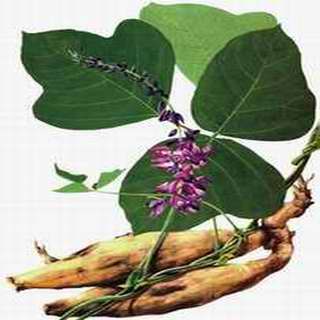 Pueraria Root Extract