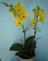 Orchid Flask Seeds,orchid ,orchid plant