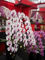 phalaenopsis orchid, phalaenopsis equestris