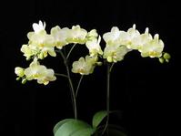 phalaenopsis seedling,White orchid 
