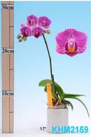 Phalaenopsis Seedling,Orchids 