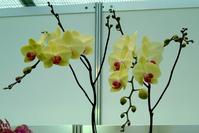 Phalaenopsis Seedling, Flower 