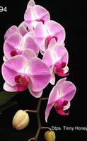 orchid phalaenopsis, potted orchids