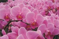 Orchid,Phalaenopsis,Pink Flower 