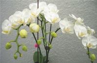 wholesale phalaenopsis orchids