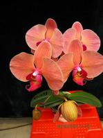 Phalaenopsis Seedling ,Orchid 