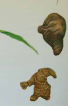 Ginger Extract