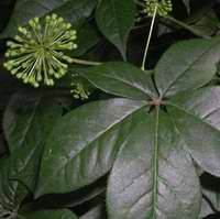 Siberian Ginseng Extract