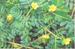 Tribulus Terrestris Extract