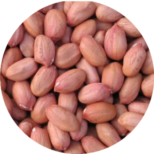 Groundnut Seeds Notified Variety G 20