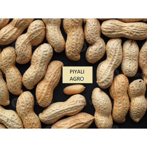 Russia Peanut (groundnuts) 2023 Wholesale Prices