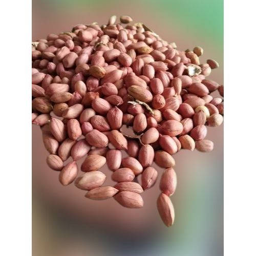 Tcgs 1694 Groundnut Seed