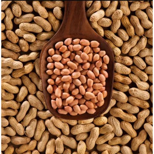 TJ Groundnut Peanut Seeds