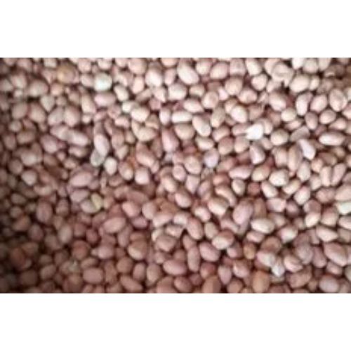 TJ Groundnut Peanut Seeds