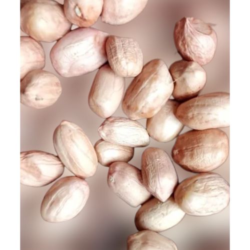 Groundnut TAG-24 Supplier