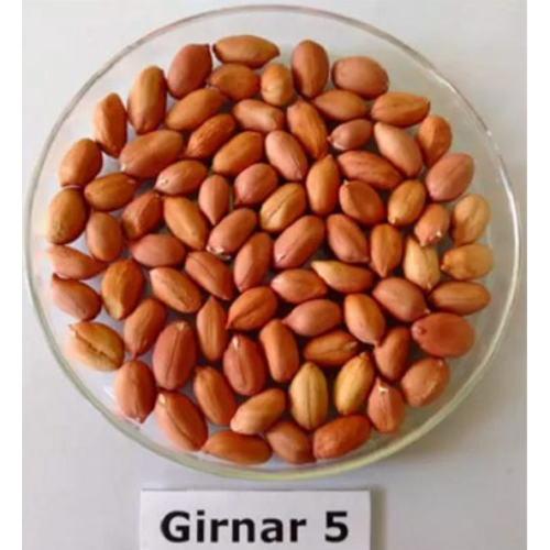 Girnar-5 (ICGV 15090) 'high oleic' groundnut