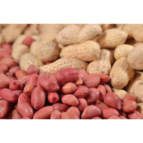 High grade Wholesale Bulk Fresh Peanut from Delhi,India