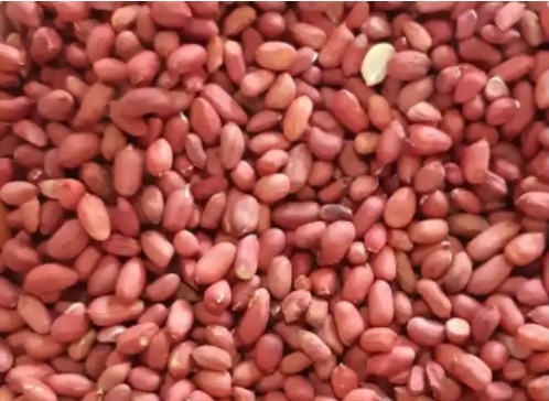 Red Skin Groundnut Kernel / Bold / Java Peanuts